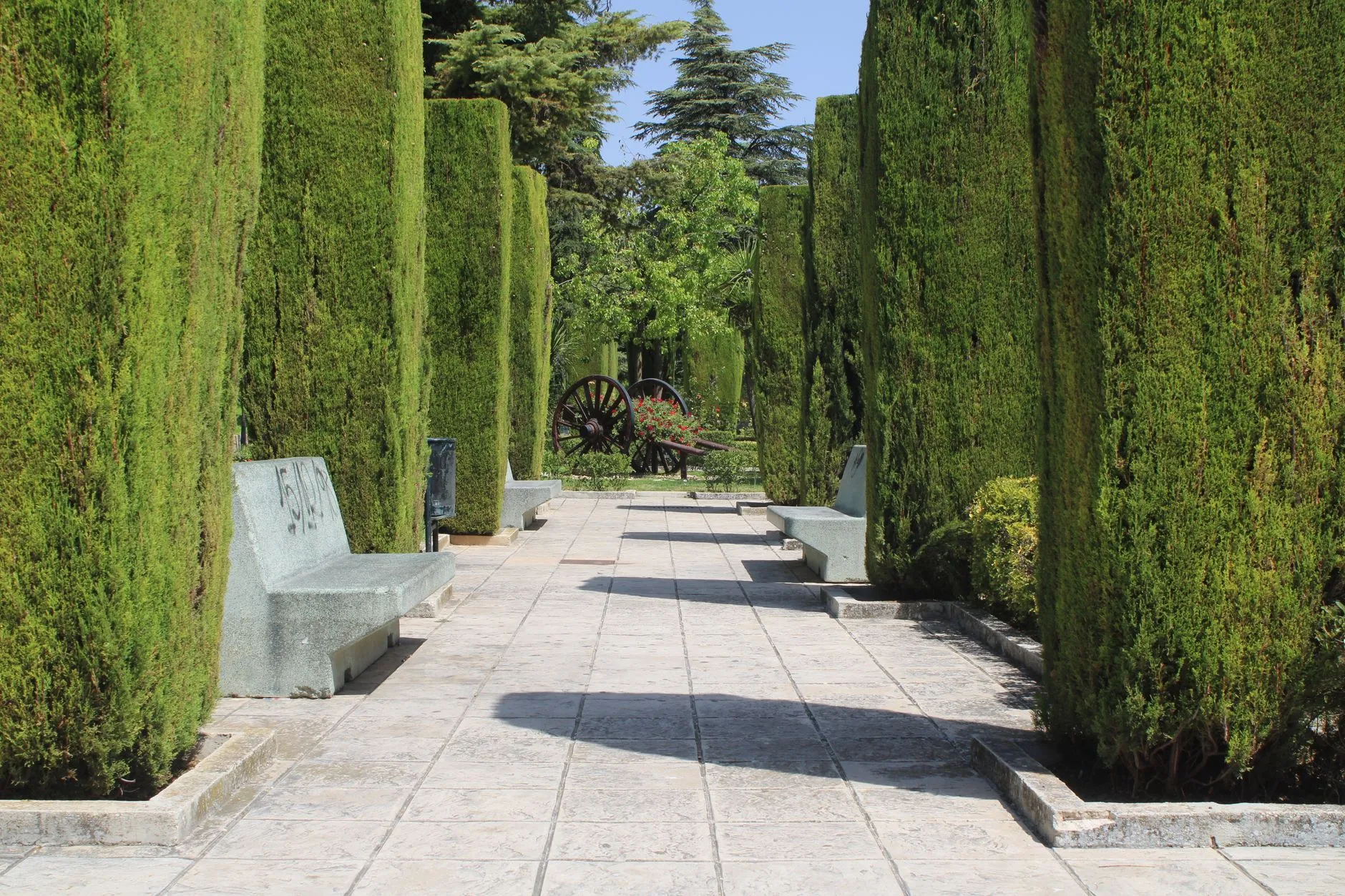 a row of neatly pruned trees along a walkway