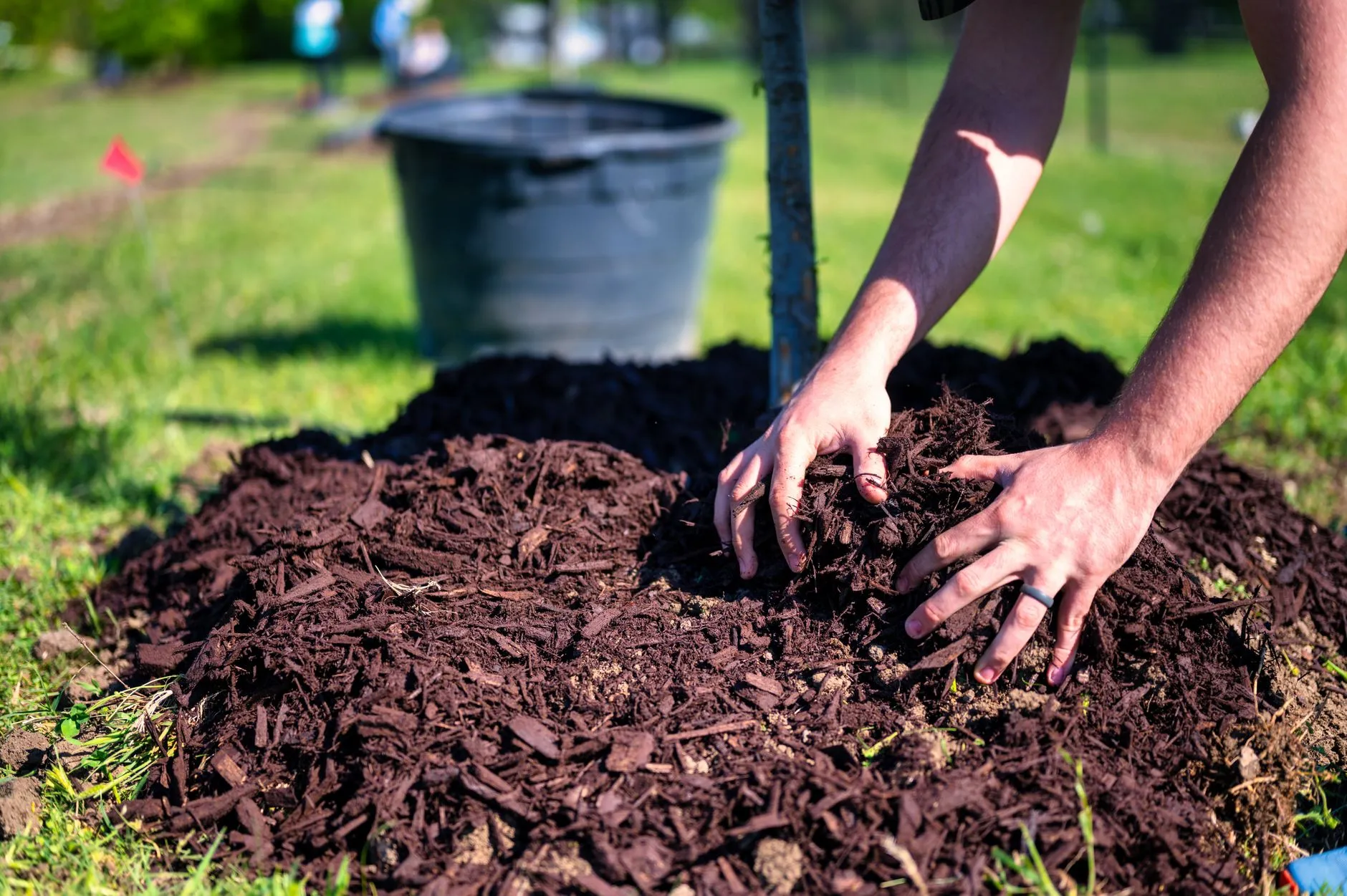 a healthy establishing young tree with fresh mulch