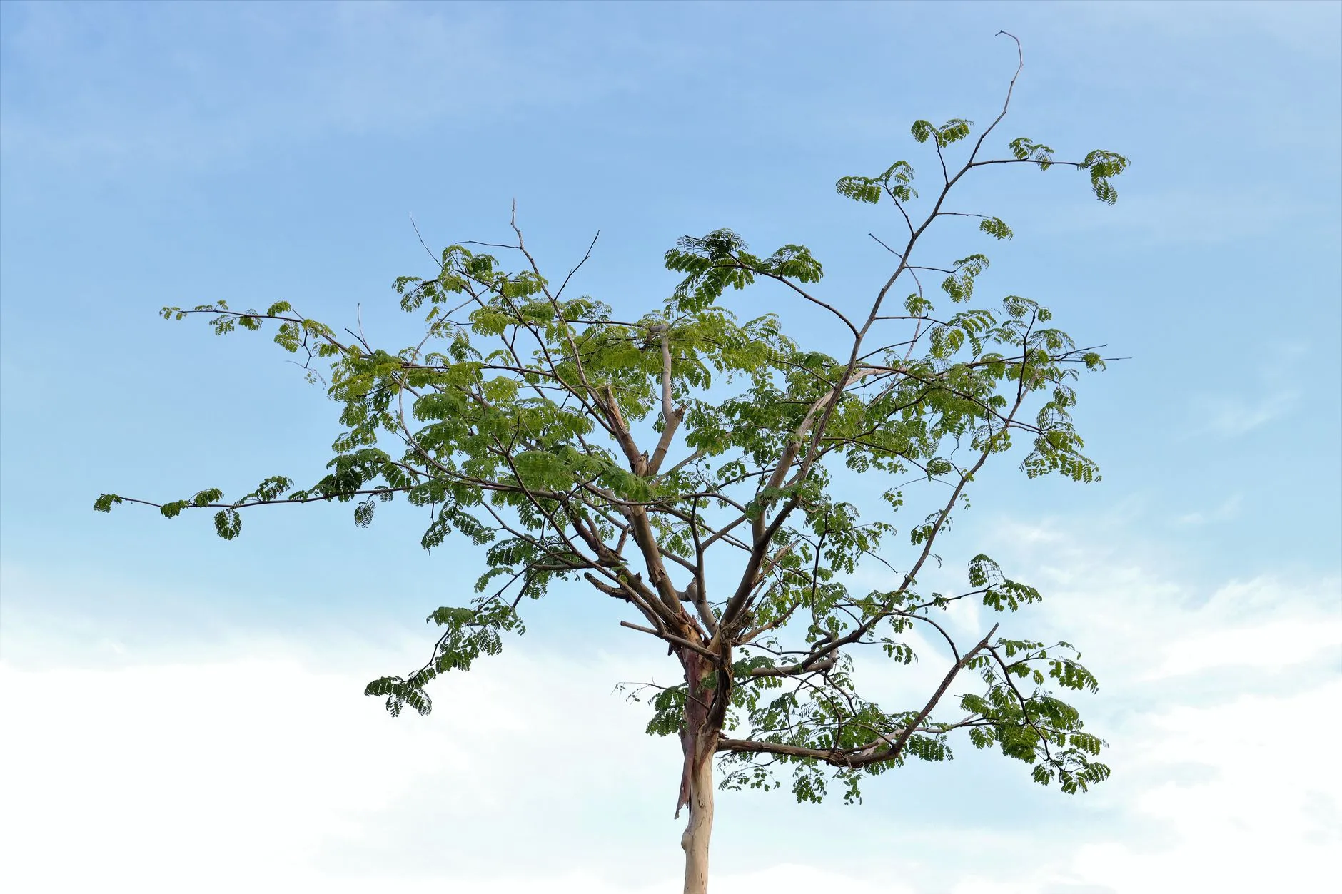 a thriving healthy young tree one year after planting