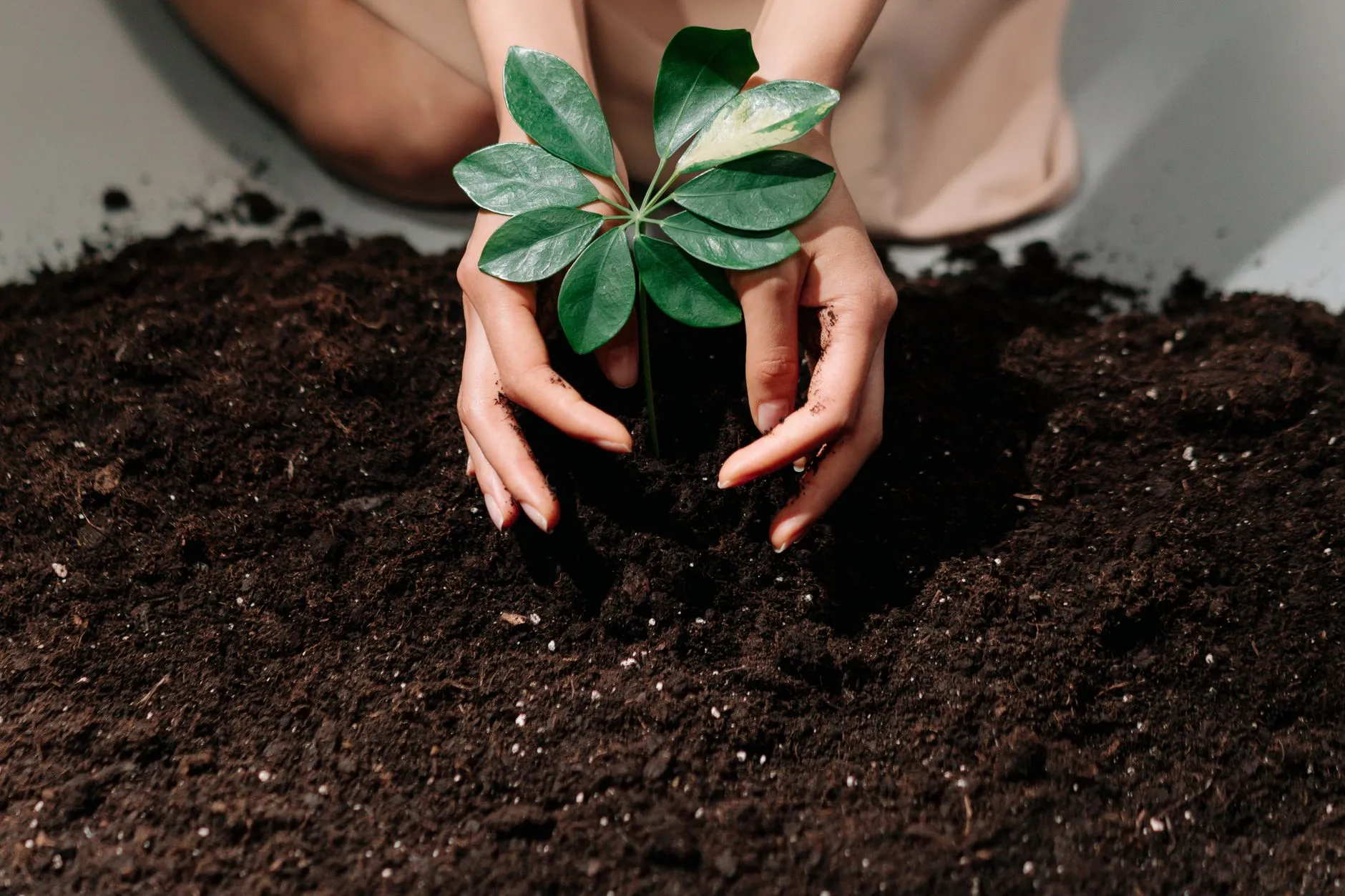 hands planting a tree sapling in rich soil
