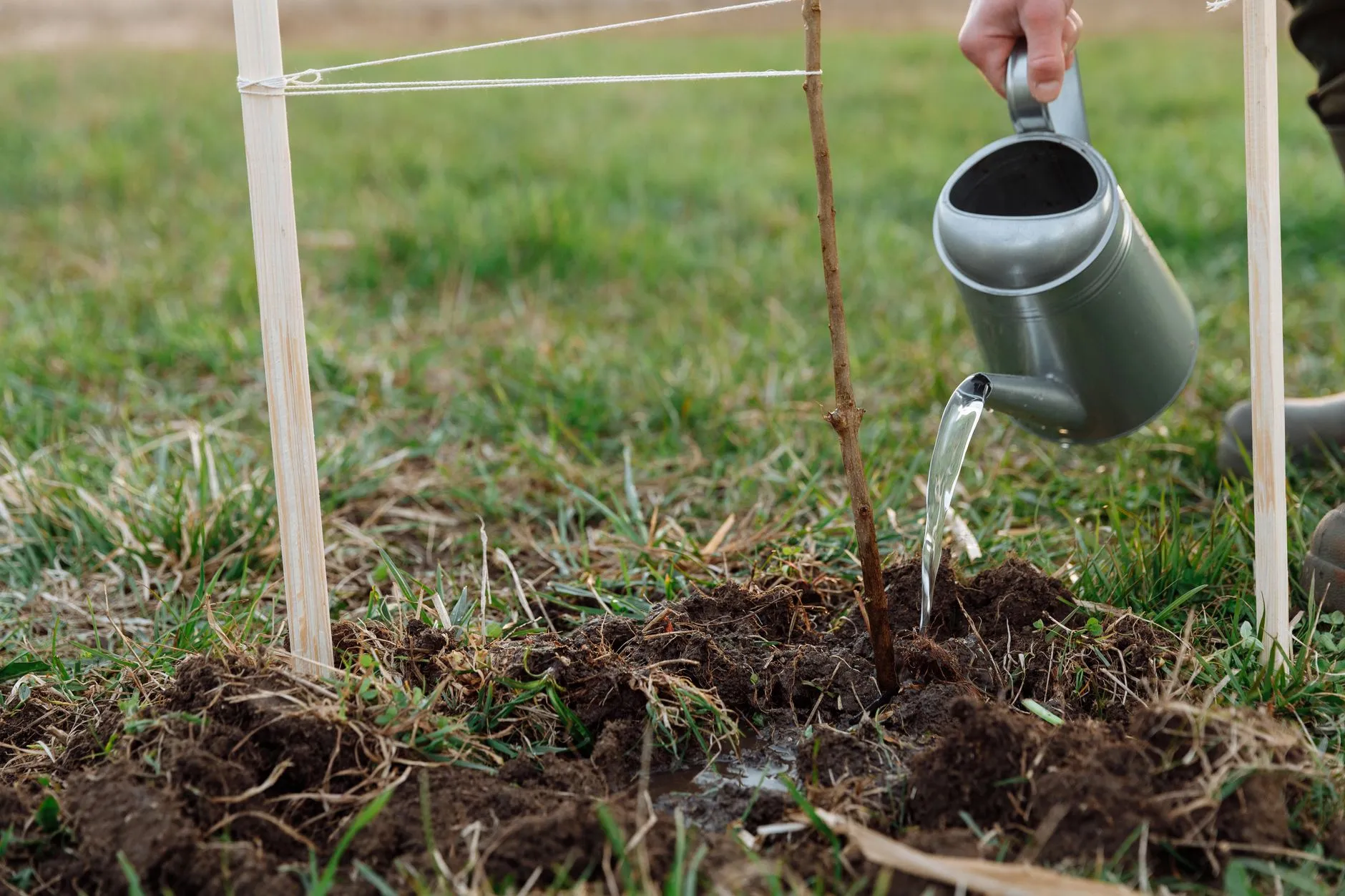 an arborist planting a tree with soil and tools