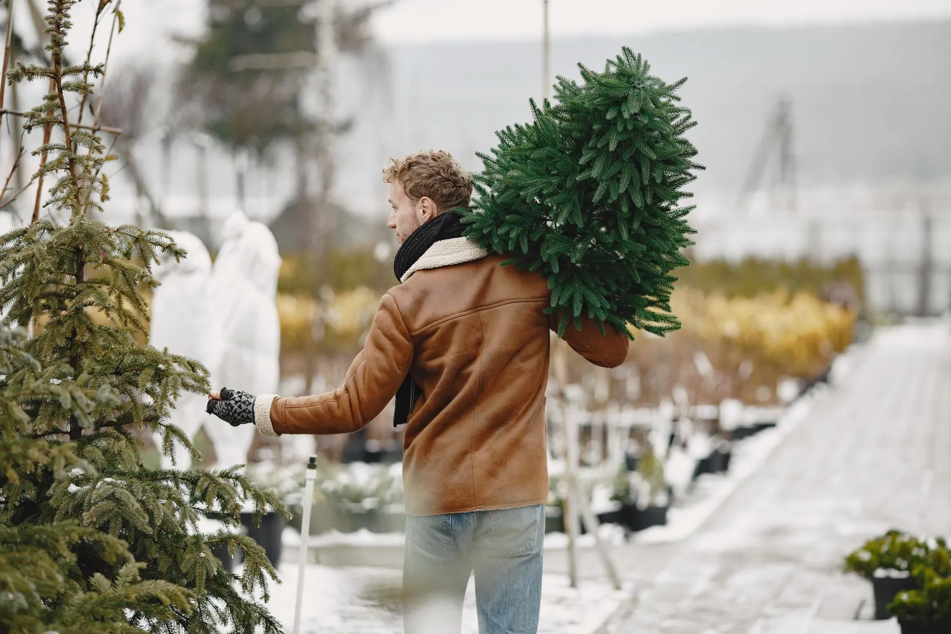 an arborist selecting a healthy nursery tree