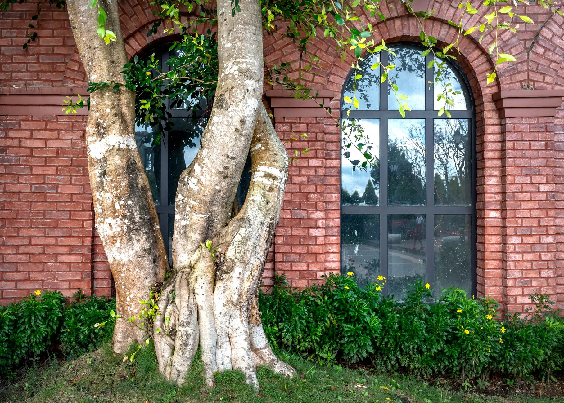 a mature tree growing safely near a home with managed roots