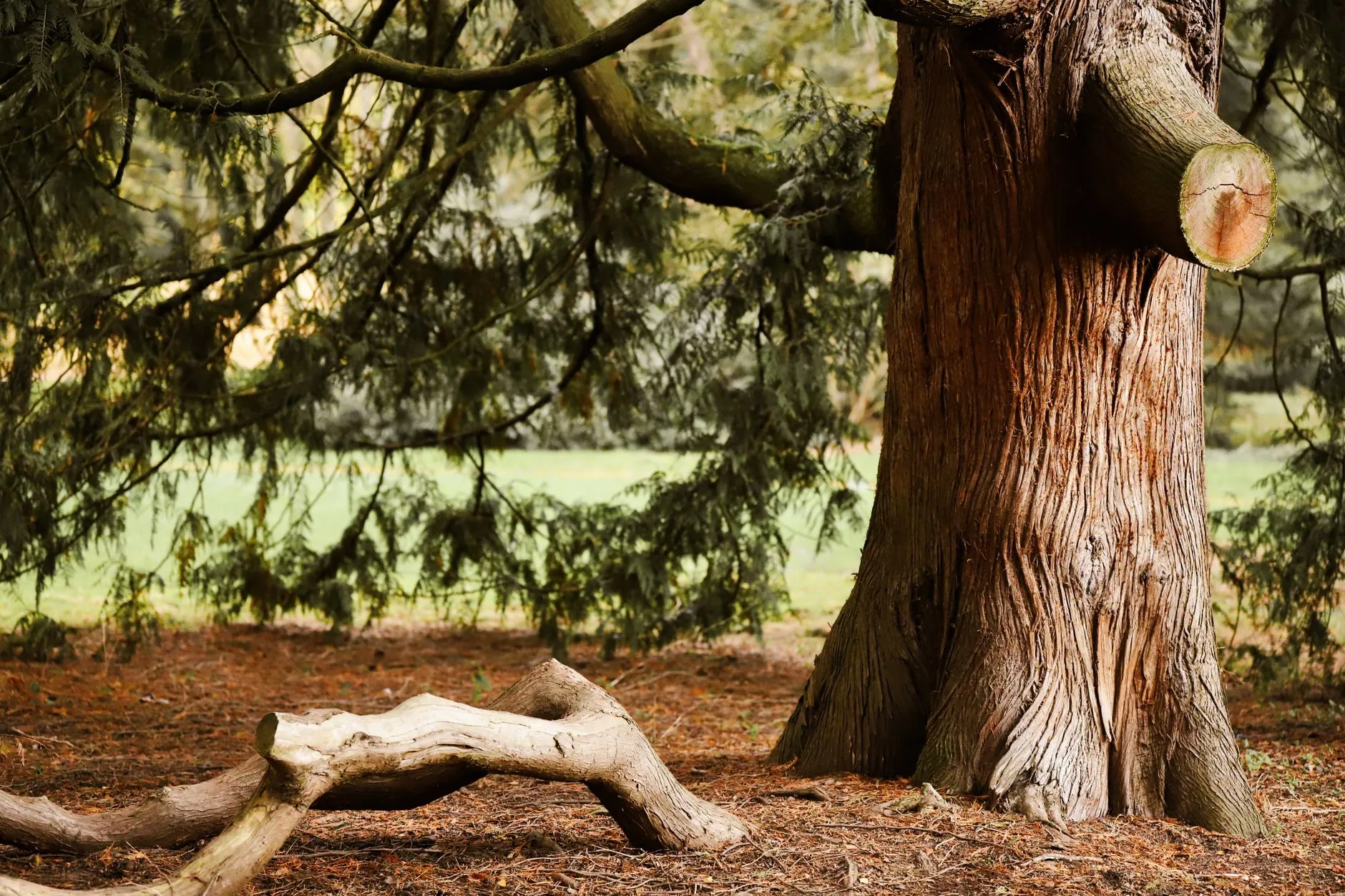 a healthy mature tree with a tidy root zone and mulch