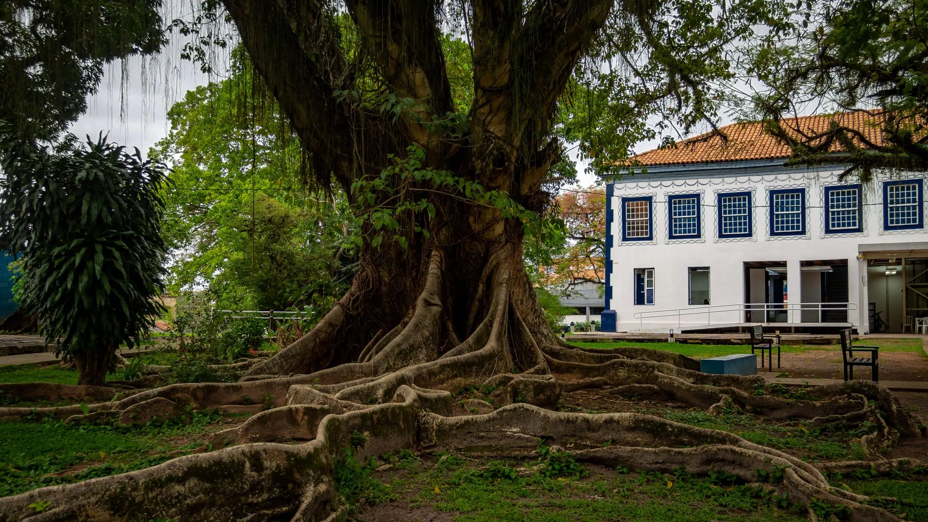 the large exposed surface roots of a mature tree near a home