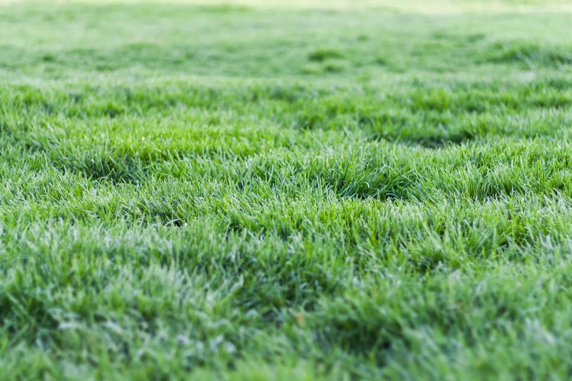 a clean green lawn with no stumps