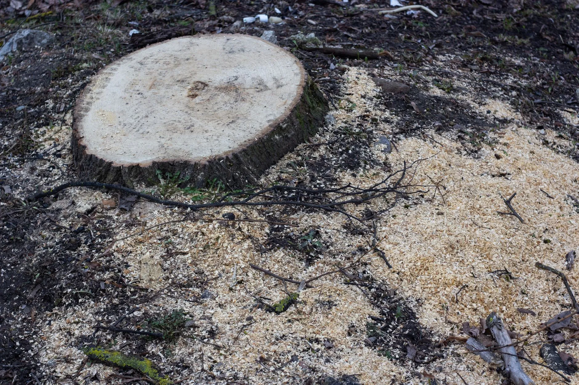 a pile of wood chips and grindings from a ground stump