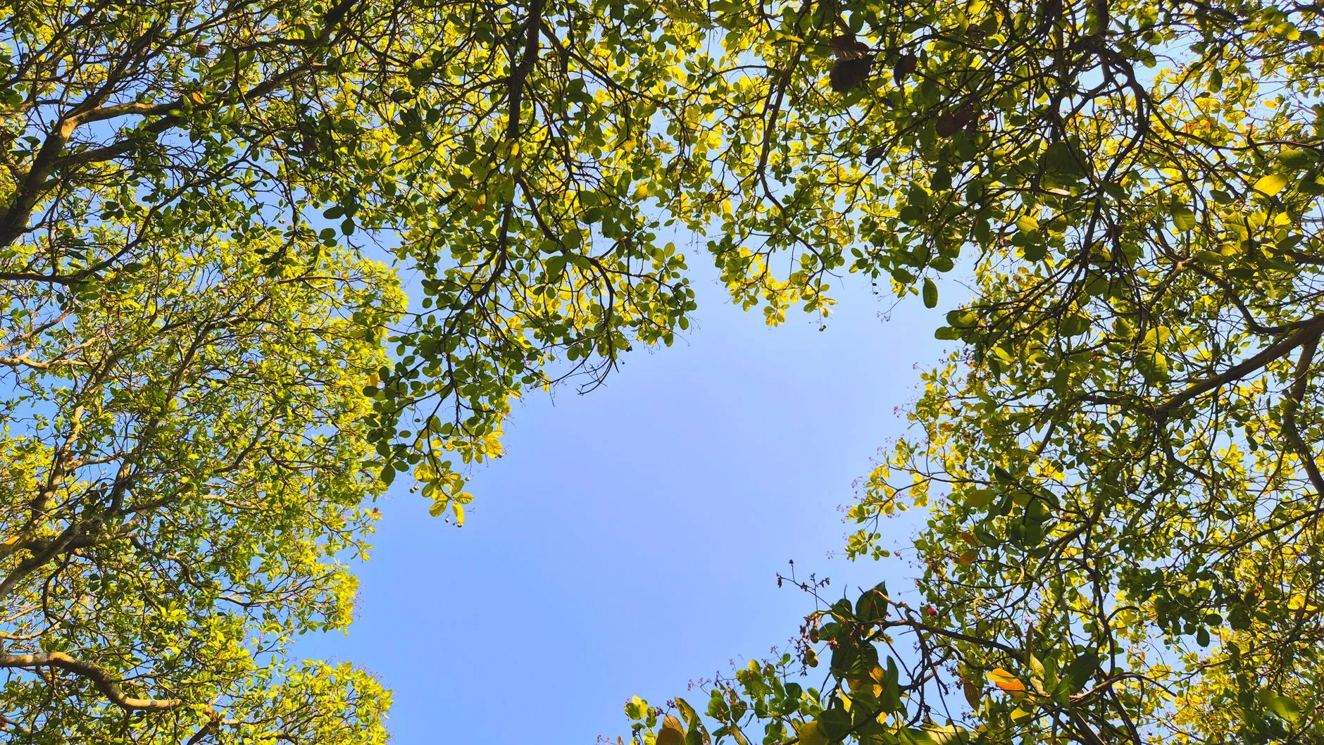 a large shade tree after crown thinning letting light through