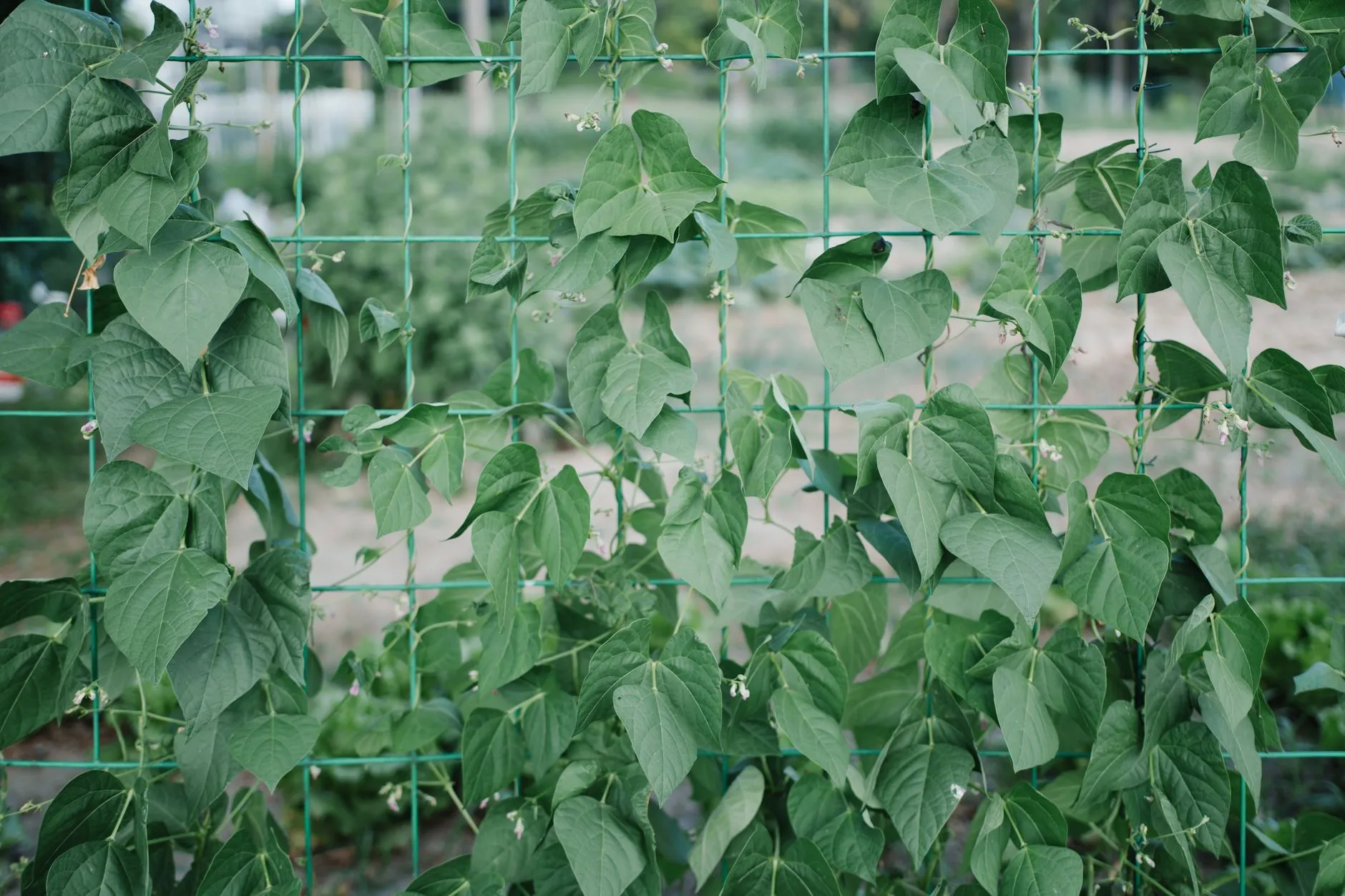 climbing vines covering a metal grid trellis