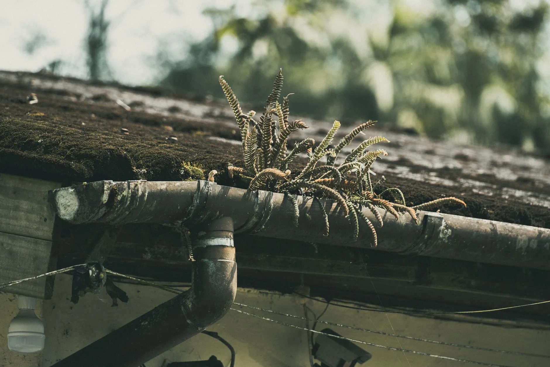 ferns and moss growing in a roof gutter beside a downspout