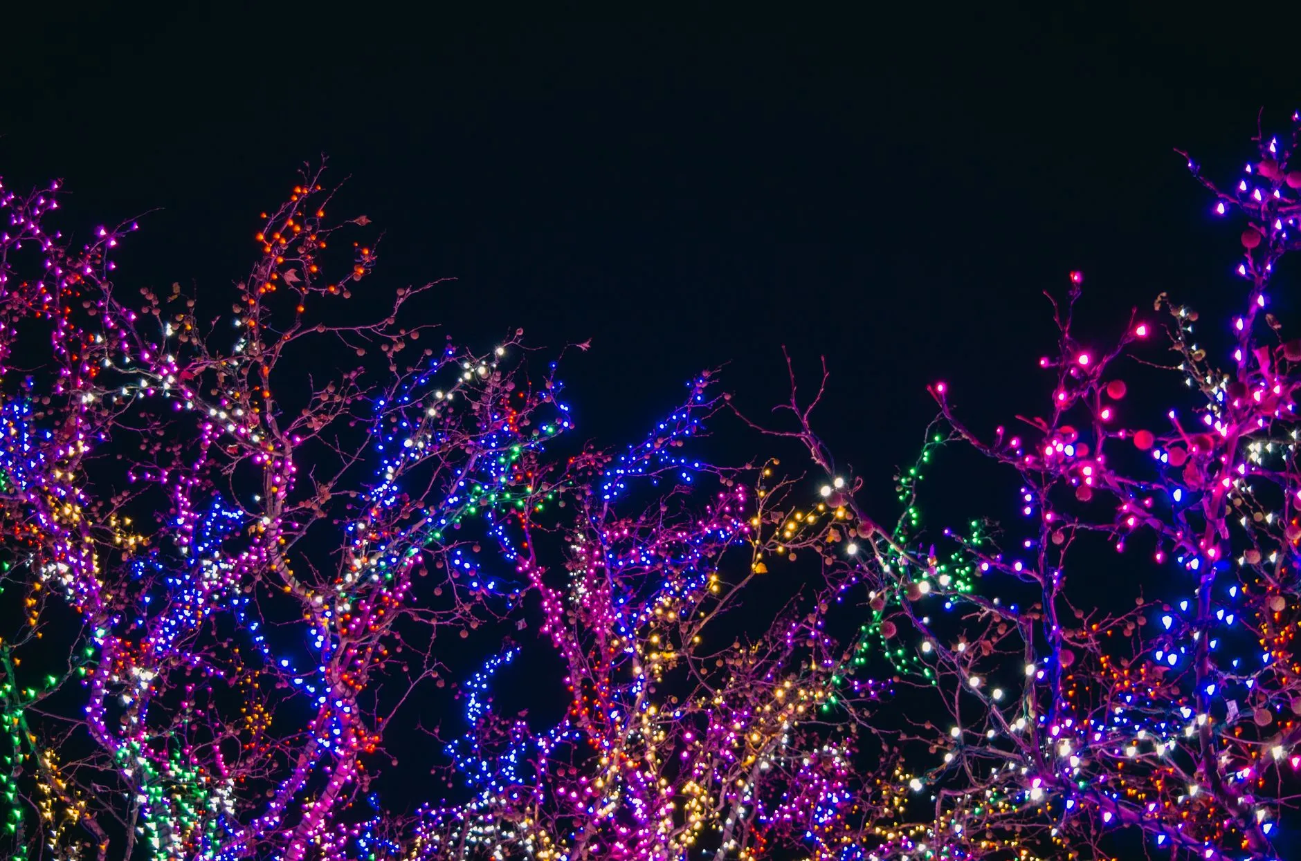 tree branches covered in colorful Christmas lights against the night sky