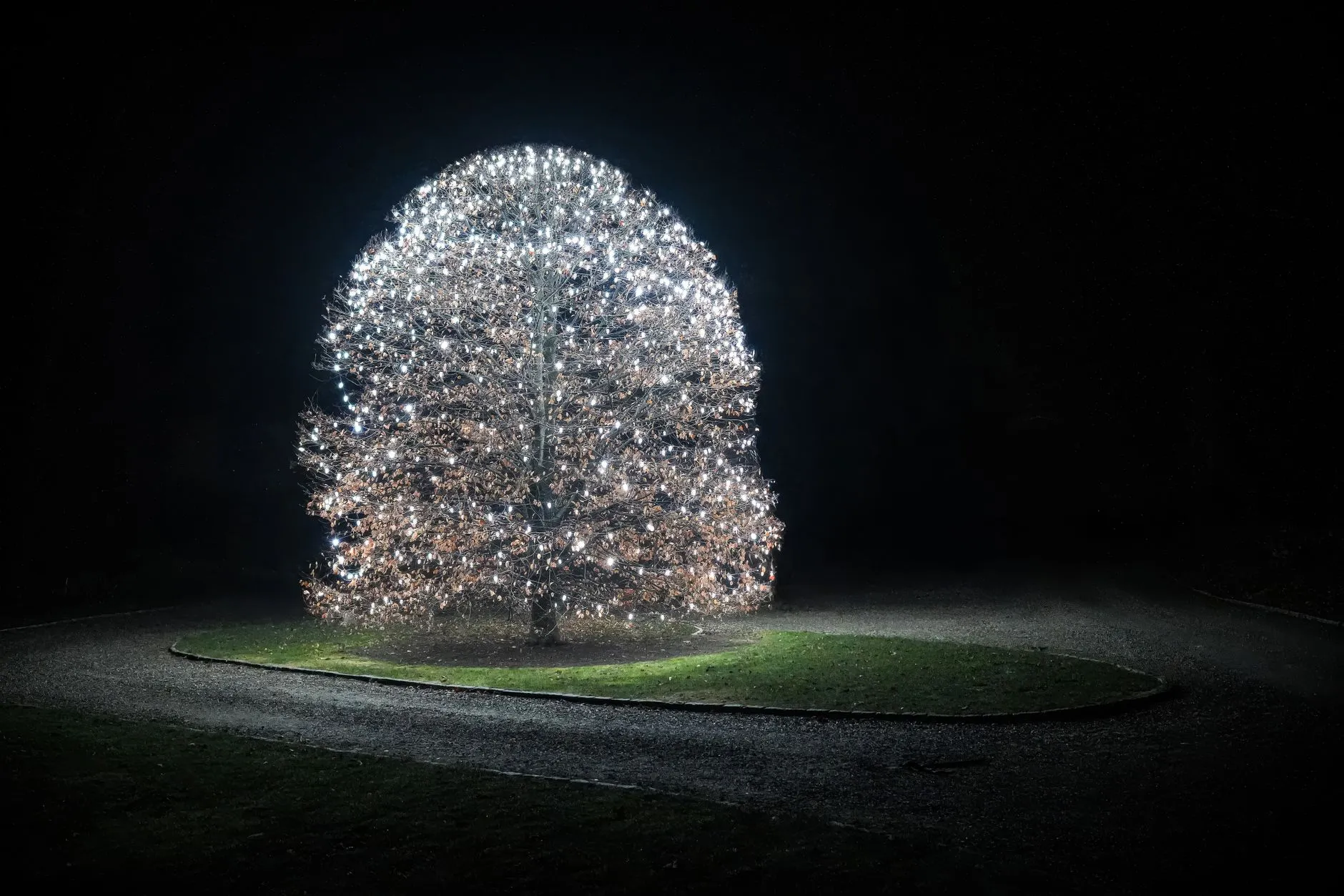 single tree wrapped in white Christmas lights at night