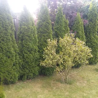 Żłobek Elmo image 1