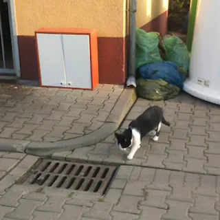 Przedszkole Publiczne Pod Wierzbami image 3