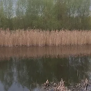 Leśne Szumisie II image 2