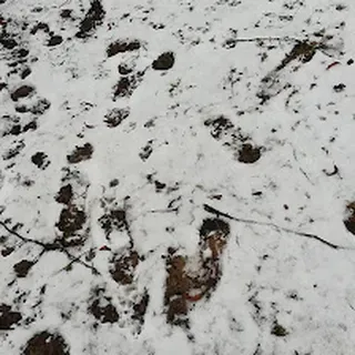 PUNKT PRZEDSZKOLNY W ŻUBRYNIE image 3