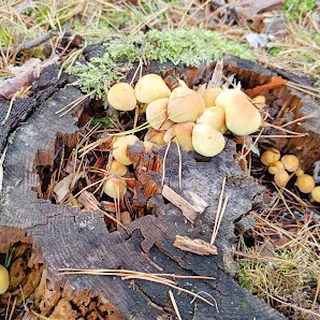 PUBLICZNE PRZEDSZKOLE W SYCYNIE image 2