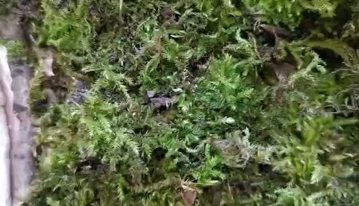 Punkt Przedszkolny Zielone Jabłuszko - zdjęcie 1