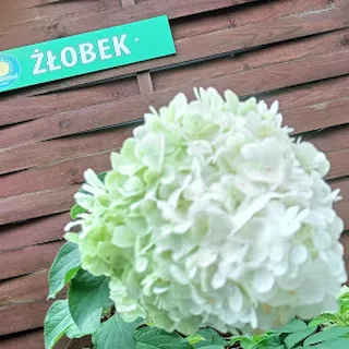 Promyczek image 1