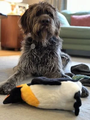 Owner Image