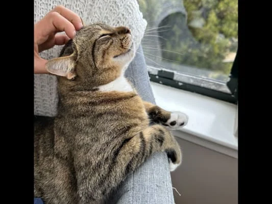 Sitter Profile Image: Miao 