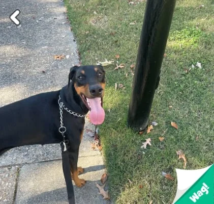 Sitter Profile Image: Zada 