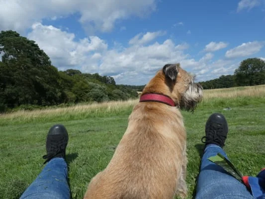 Sitter Profile Image: Nigel 
