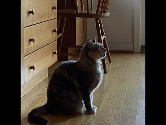 Sitter Profile Image: Melody 