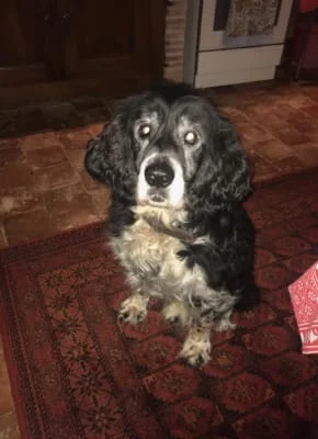 Sitter Profile Image: Bernie 