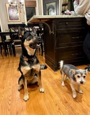Sitter Profile Image: Bella & Larry 