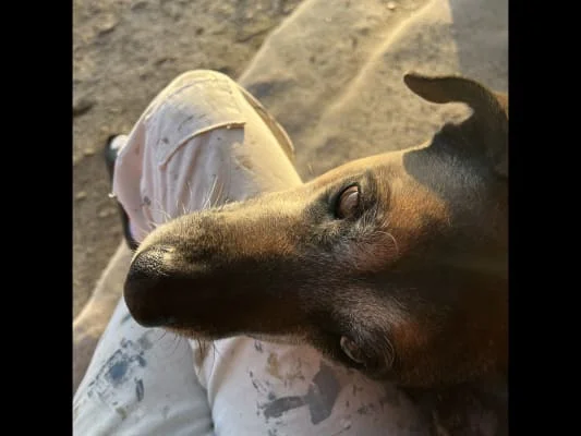 Sitter Profile Image: Lola 