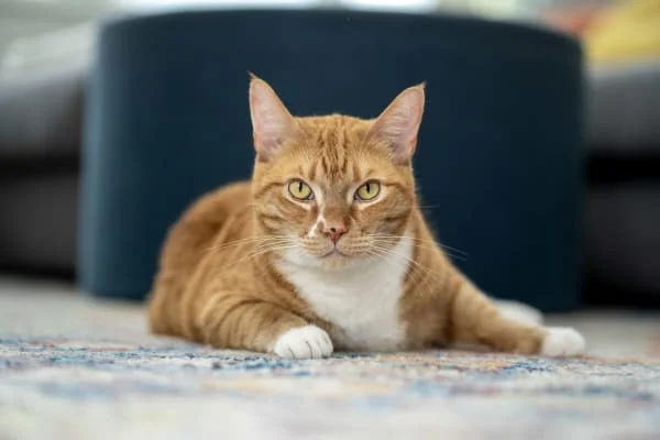 Owner Image