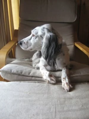Sitter Profile Image: Jim 