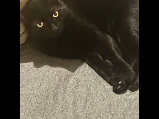 Sitter Profile Image: Sulley 