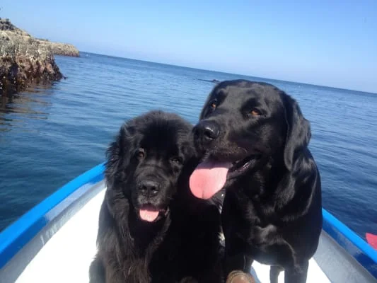 Sitter Profile Image: Pearl & Crawford 