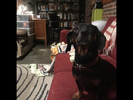 Sitter Profile Image: Sudesna 