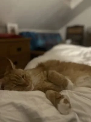 Owner Image