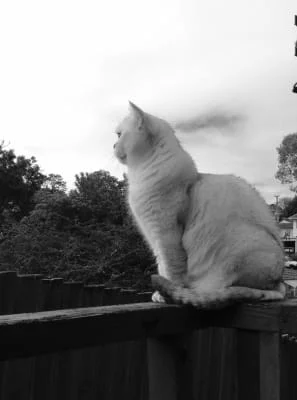 Sitter Profile Image: Lyndall 