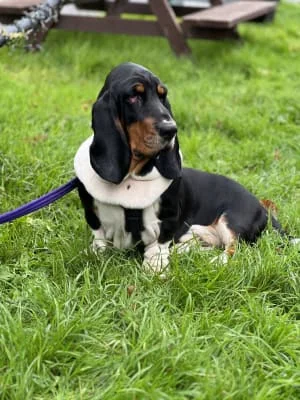 Sitter Profile Image: Guinevere & Ray 