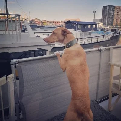 Sitter Profile Image: Milla 
