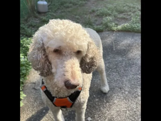 Sitter Profile Image: Sulley 