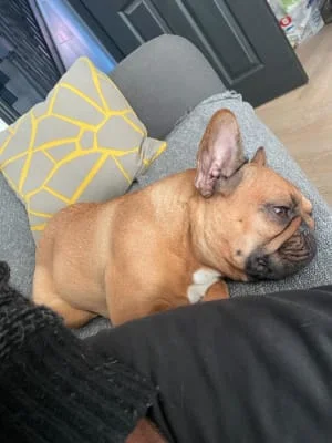 Sitter Profile Image: Obsidian 