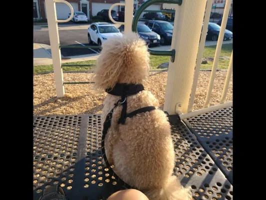 Sitter Profile Image: Christian 