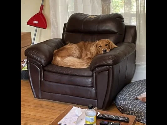 Sitter Profile Image: Reba 