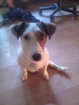 Owner Image