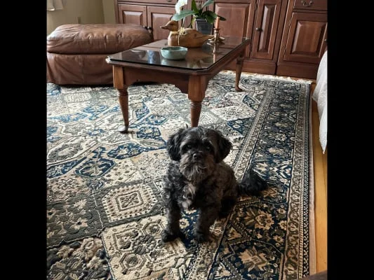 Sitter Profile Image: Bobbo 