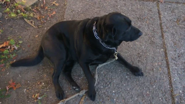 Sitter Profile Image: Duke 