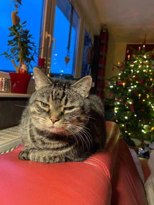 Sitter Profile Image: Felix 