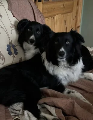 Sitter Profile Image: Holly & Basil 