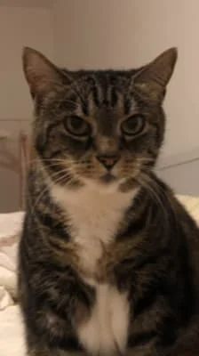 Owner Image